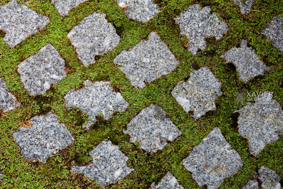 jardin paris petit jungle