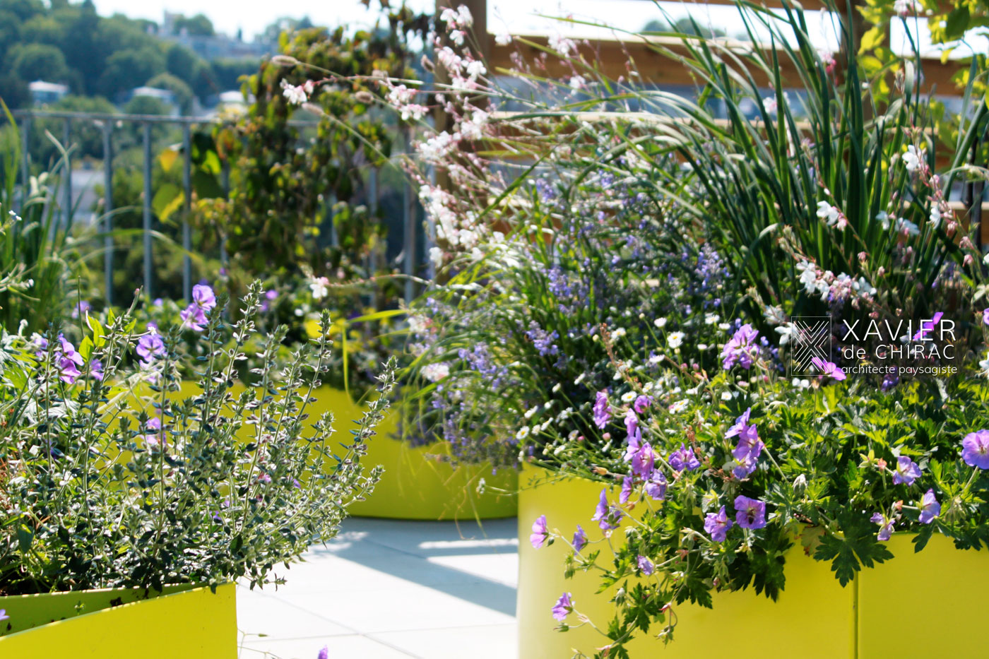Geranium gaura scène champêtre