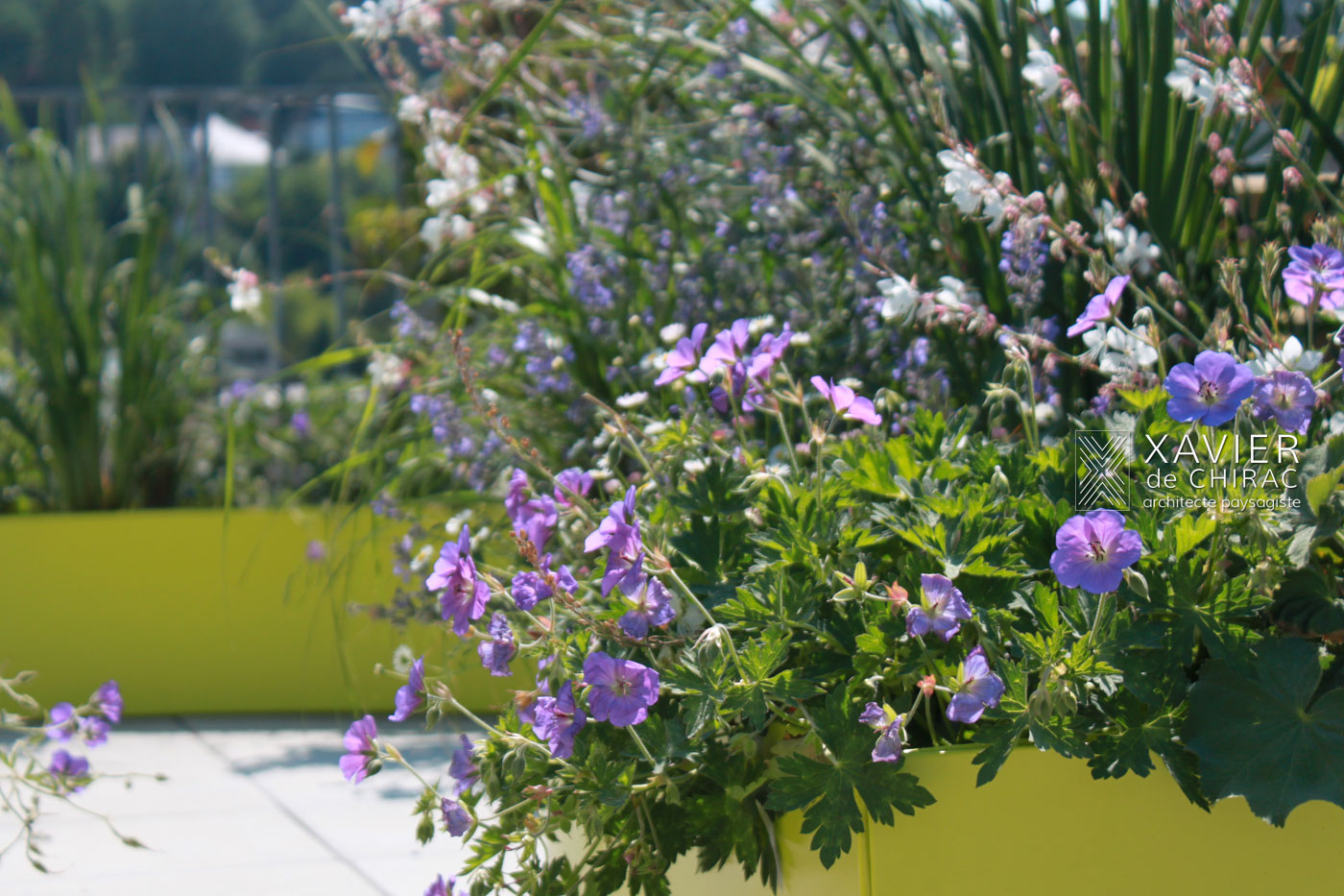 Geranium gaura scène champêtre