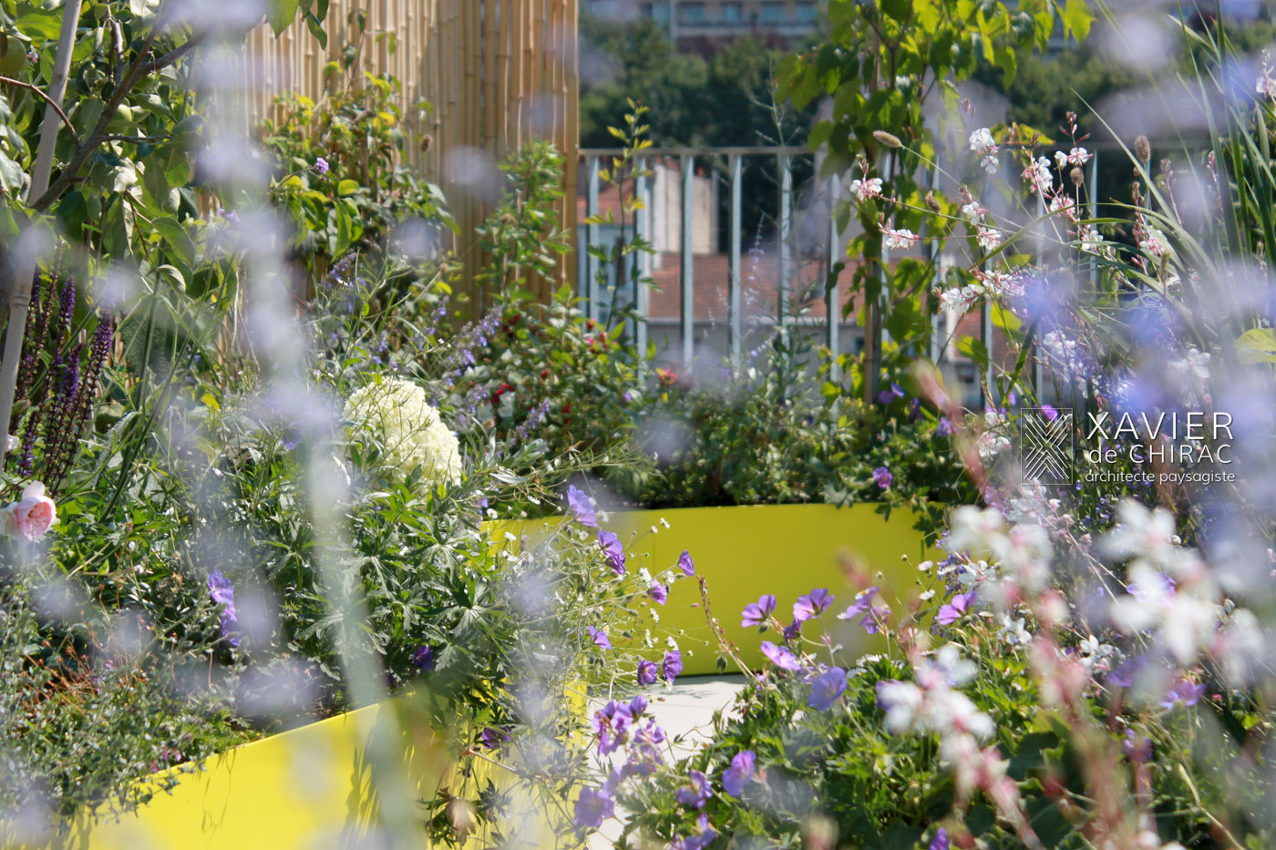 Geranium gaura scène champêtre
