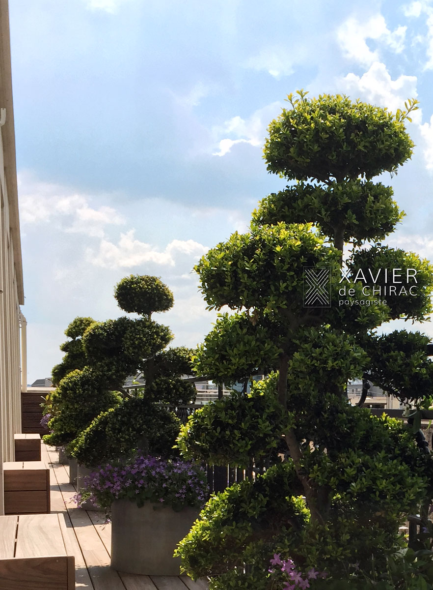Xavier de Chirac paysagiste : terrasse avec des rosiers lianes, des campanules fleurs poétiques dialogue avec les topiaires nuages